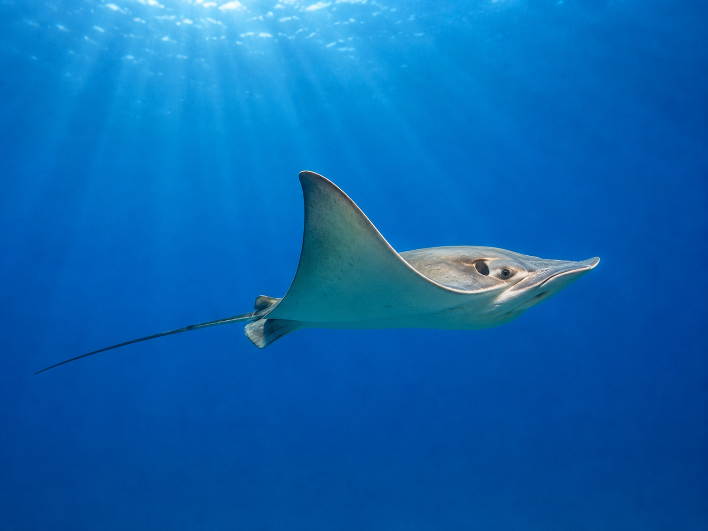Stingray