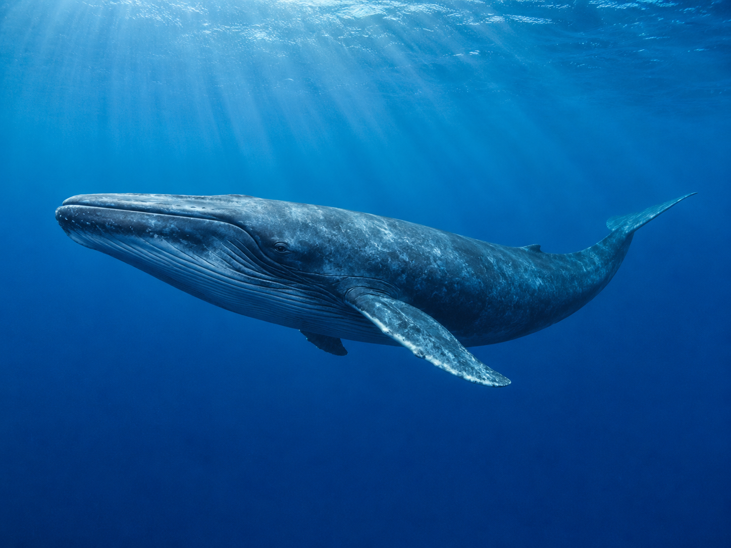 Whale